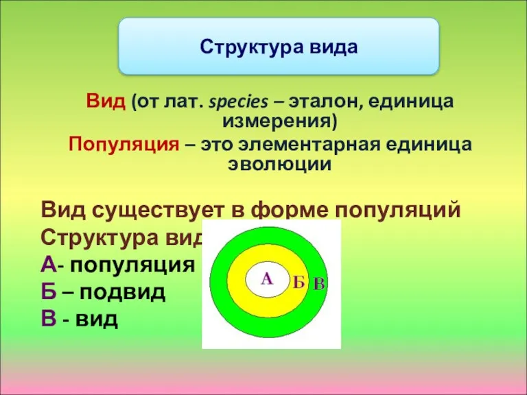 Вид (от лат. species – эталон, единица измерения) Популяция –