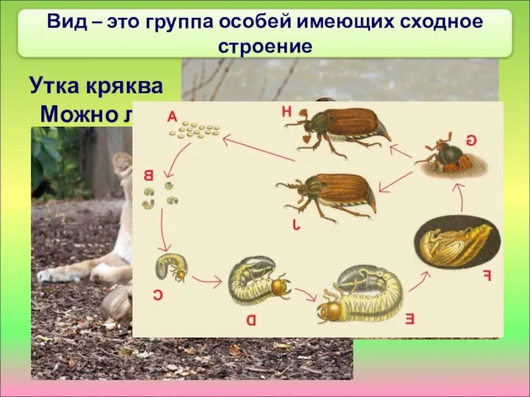 Утка кряква Можно ли эти особи считать особями одного вида?