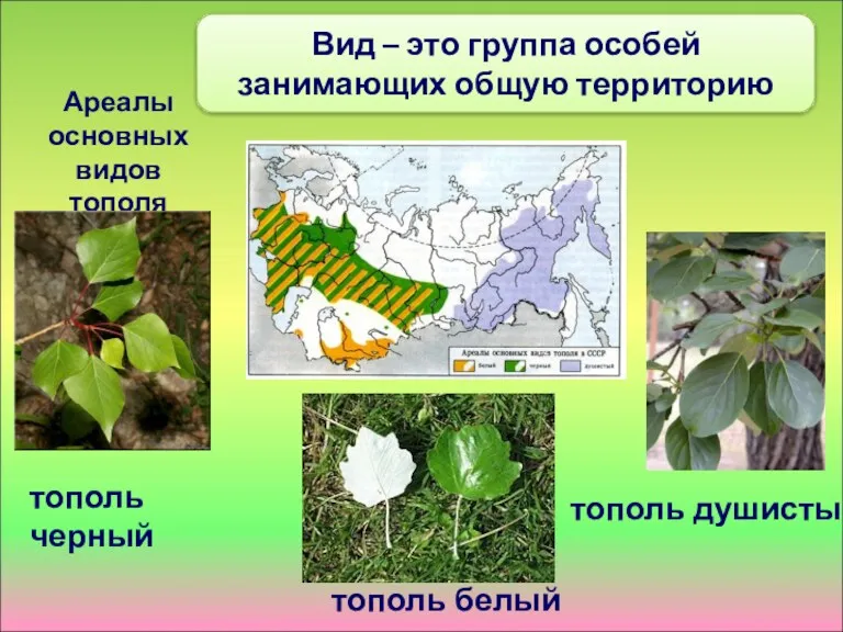 Ареалы основных видов тополя тополь черный тополь белый тополь душистый