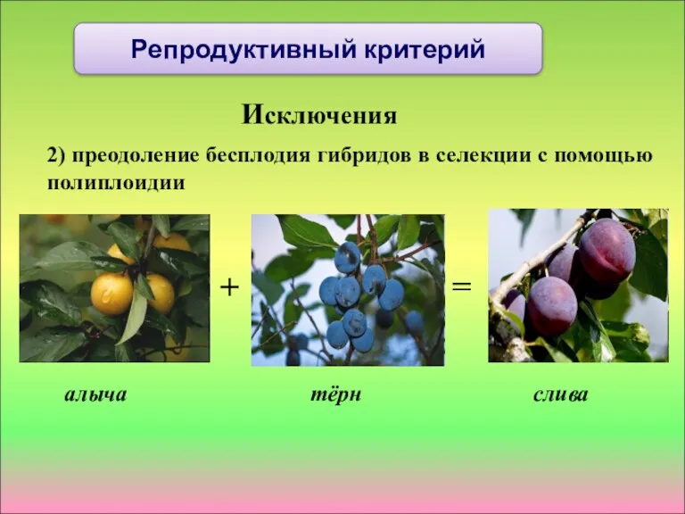 Исключения 2) преодоление бесплодия гибридов в селекции с помощью полиплоидии Репродуктивный критерий