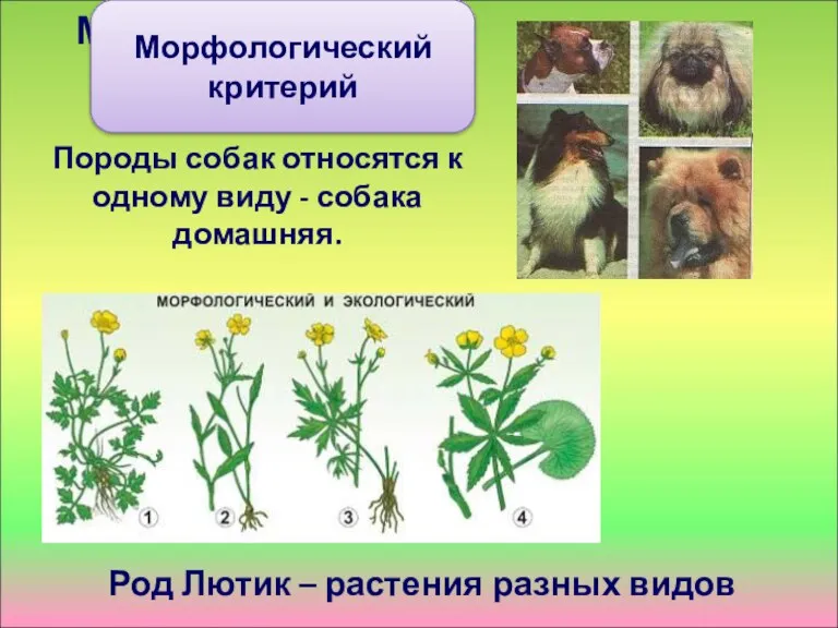 Морфологический критерий Породы собак относятся к одному виду - собака