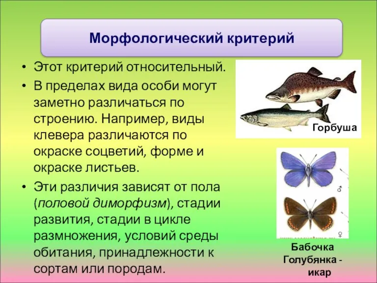 Этот критерий относительный. В пределах вида особи могут заметно различаться