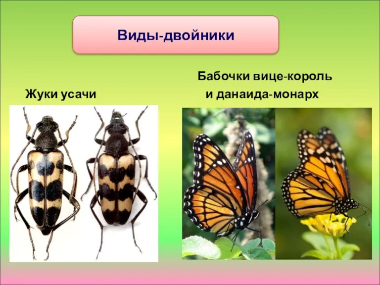 Бабочки вице-король Жуки усачи и данаида-монарх Виды-двойники