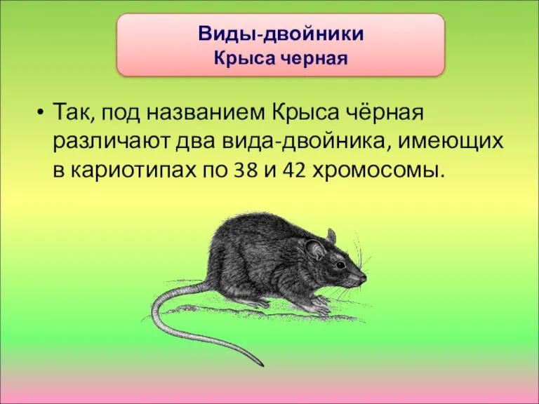 Так, под названием Крыса чёрная различают два вида-двойника, имеющих в