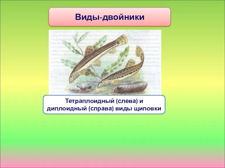 Виды-двойники Тетраплоидный (слева) и диплоидный (справа) виды щиповки
