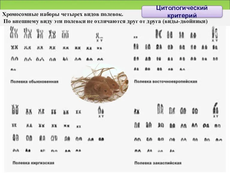 Хромосомные наборы четырех видов полевок. По внешнему виду эти полевки