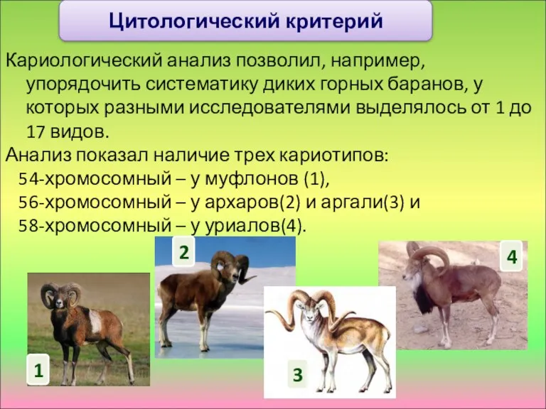 Кариологический анализ позволил, например, упорядочить систематику диких горных баранов, у