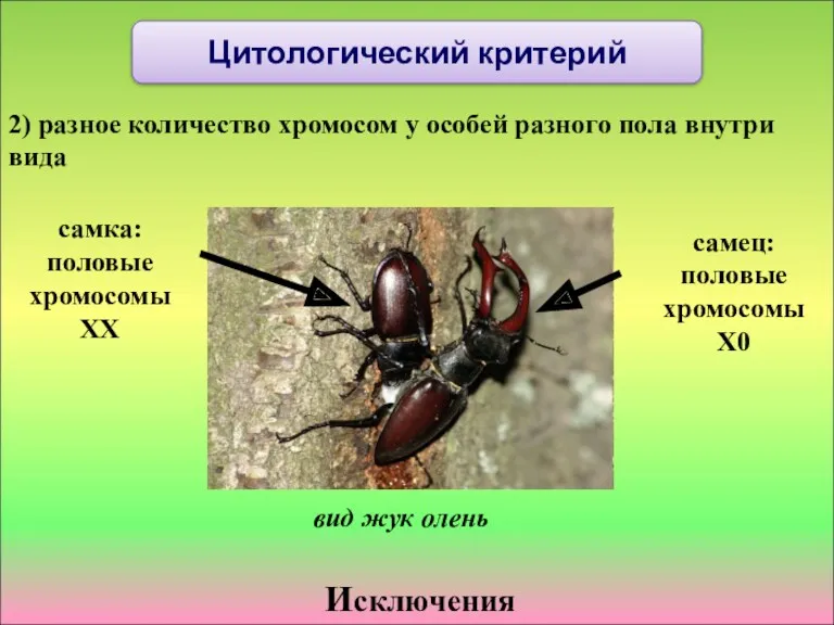 Исключения 2) разное количество хромосом у особей разного пола внутри