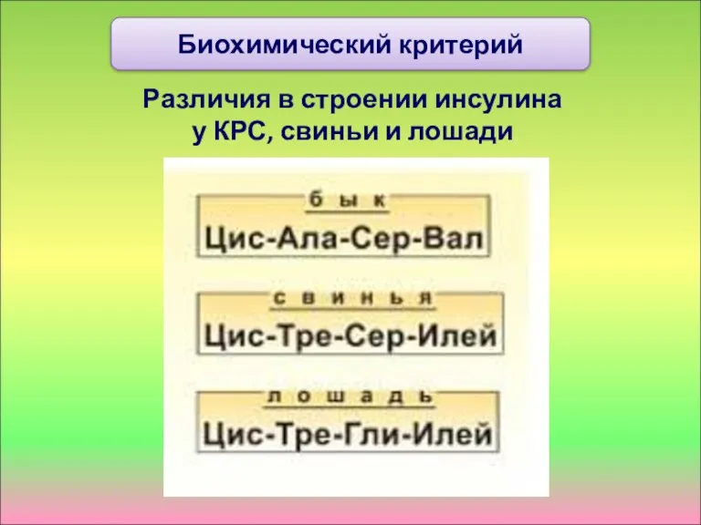 Различия в строении инсулина у КРС, свиньи и лошади Биохимический критерий