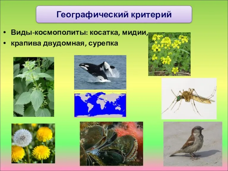 Виды-космополиты: косатка, мидии, крапива двудомная, сурепка Географический критерий