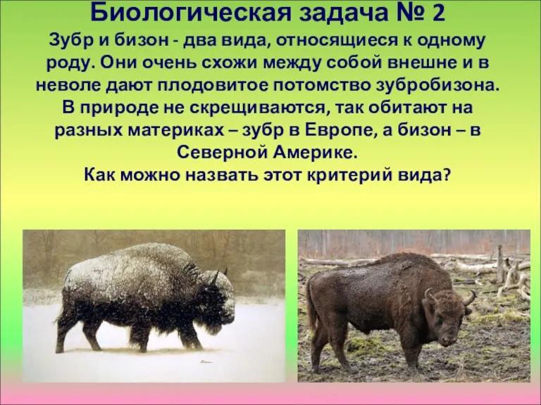 Биологическая задача № 2 Зубр и бизон - два вида,