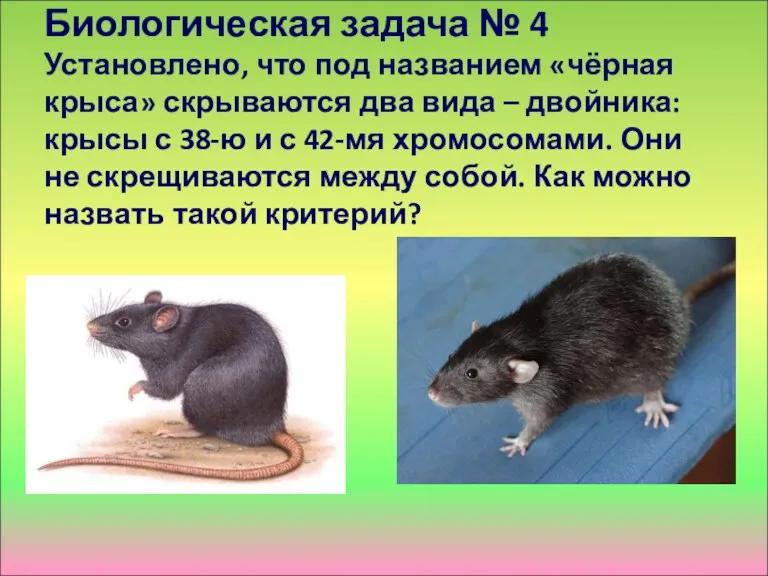 Биологическая задача № 4 Установлено, что под названием «чёрная крыса»