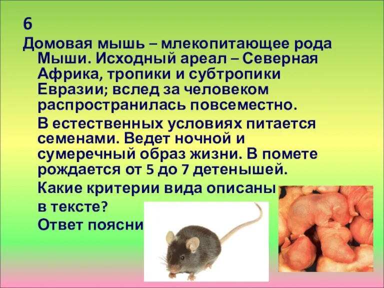 6 Домовая мышь – млекопитающее рода Мыши. Исходный ареал –