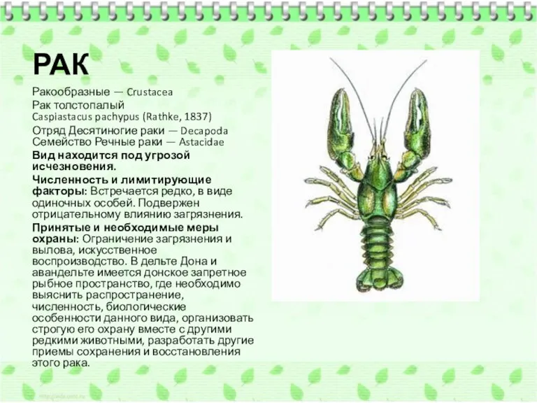 РАК Ракообразные — Crustacea Рак толстопалый Caspiastacus pachypus (Rathke, 1837)