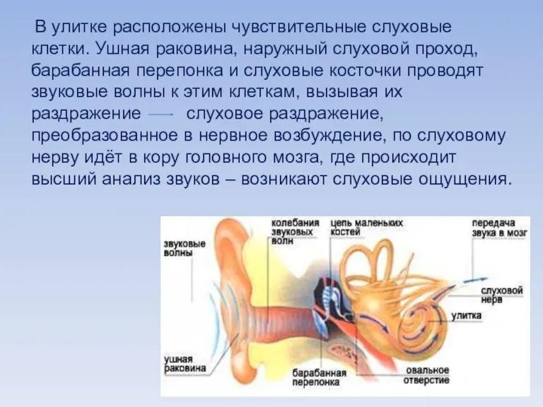В улитке расположены чувствительные слуховые клетки. Ушная раковина, наружный слуховой