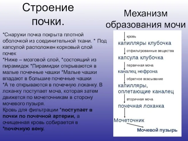 Строение почки. *Снаружи почка покрыта плотной оболочкой из соединительной ткани.