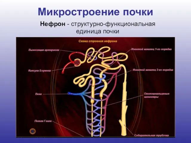 Микростроение почки Нефрон - структурно-функциональная единица почки