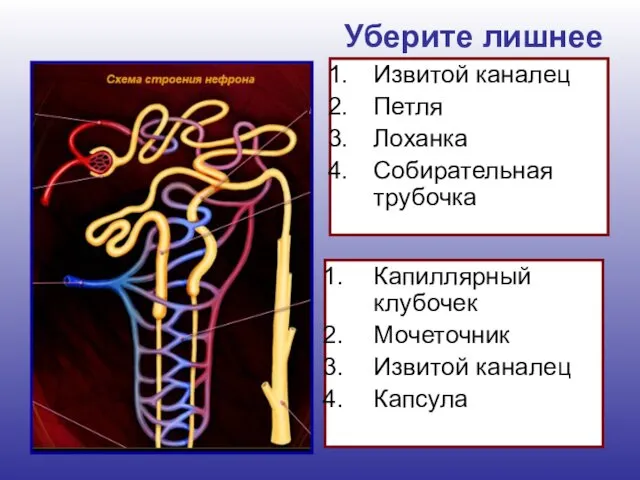 Уберите лишнее Извитой каналец Петля Лоханка Собирательная трубочка Капиллярный клубочек Мочеточник Извитой каналец Капсула