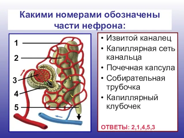 Извитой каналец Капиллярная сеть канальца Почечная капсула Собирательная трубочка Капиллярный