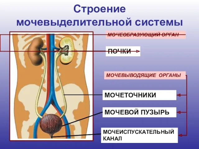 Строение мочевыделительной системы