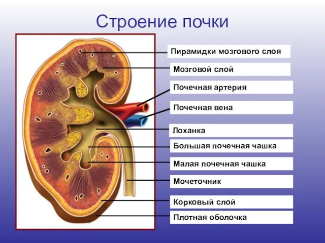 Строение почки