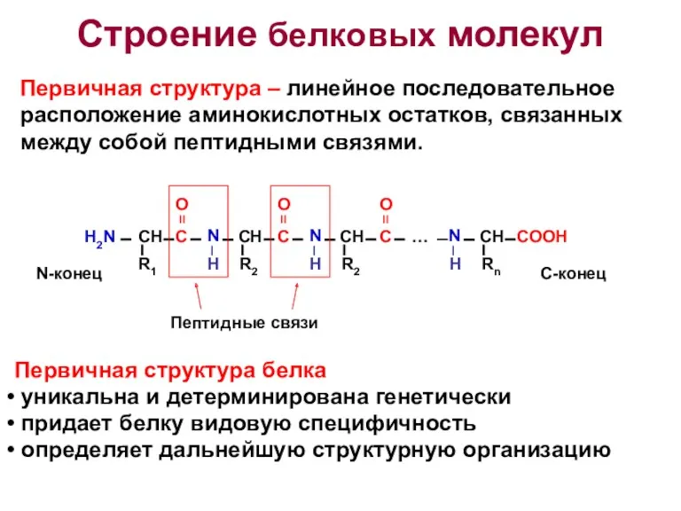 Строение белковых молекул Первичная структура белка уникальна и детерминирована генетически