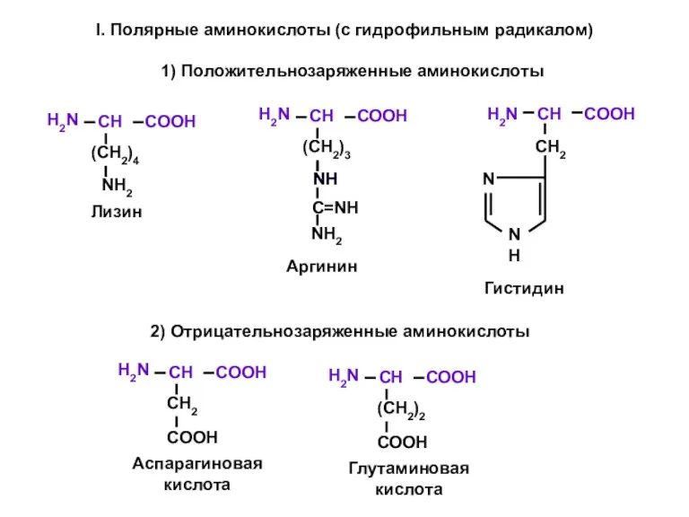 2) Отрицательнозаряженные аминокислоты 1) Положительнозаряженные аминокислоты I. Полярные аминокислоты (с гидрофильным радикалом)