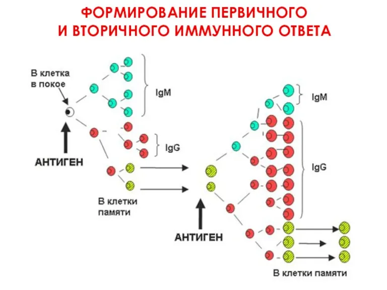 ФОРМИРОВАНИЕ ПЕРВИЧНОГО И ВТОРИЧНОГО ИММУННОГО ОТВЕТА