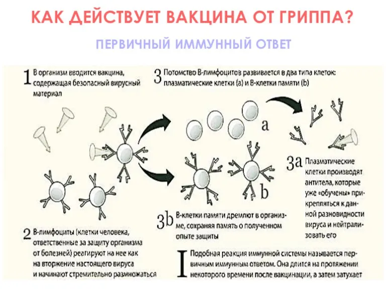 КАК ДЕЙСТВУЕТ ВАКЦИНА ОТ ГРИППА? ПЕРВИЧНЫЙ ИММУННЫЙ ОТВЕТ