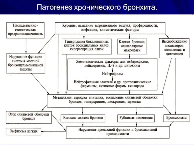 Патогенез хронического бронхита.