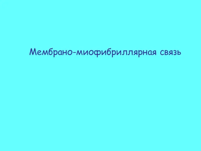 Мембрано-миофибриллярная связь