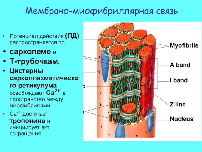 Потенциал действия (ПД) распространяется по сарколеме и Т-трубочкам. Цистерны саркоплазматического