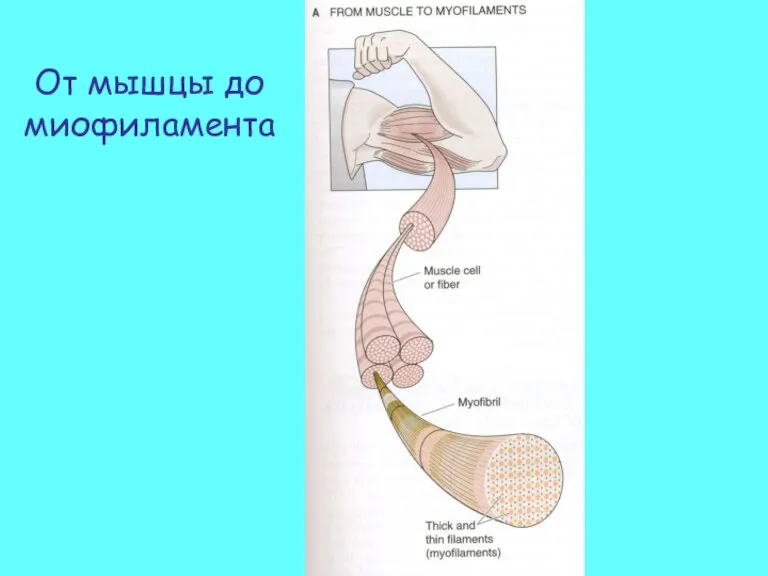 От мышцы до миофиламента