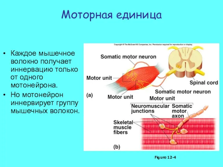 Моторная единица Каждое мышечное волокно получает иннервацию только от одного