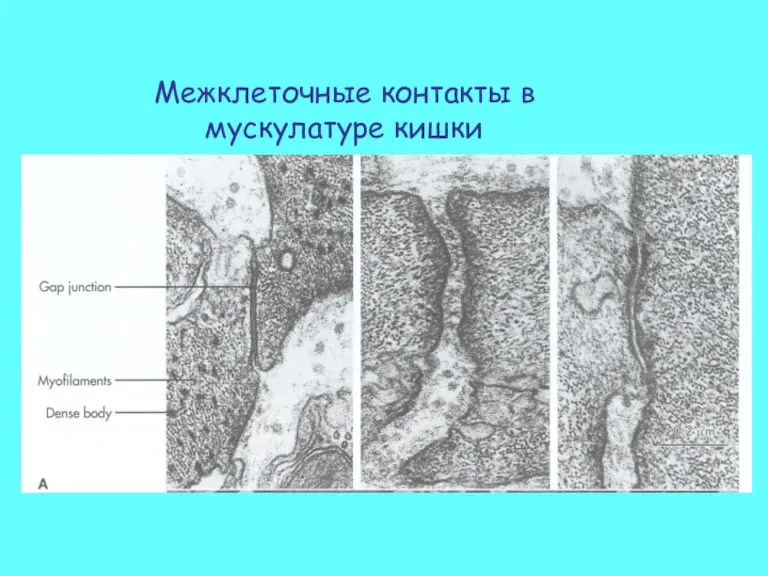 Межклеточные контакты в мускулатуре кишки