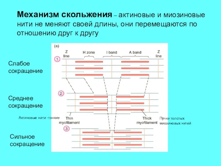 Актиновые нити -тонкие Пучки толстых миозиновых нитей Слабое сокращение Среднее