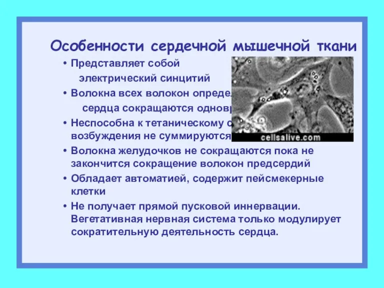 Особенности сердечной мышечной ткани Представляет собой электрический синцитий Волокна всех