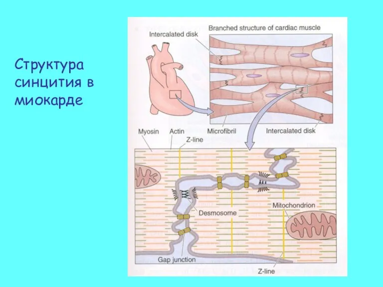 Структура синцития в миокарде