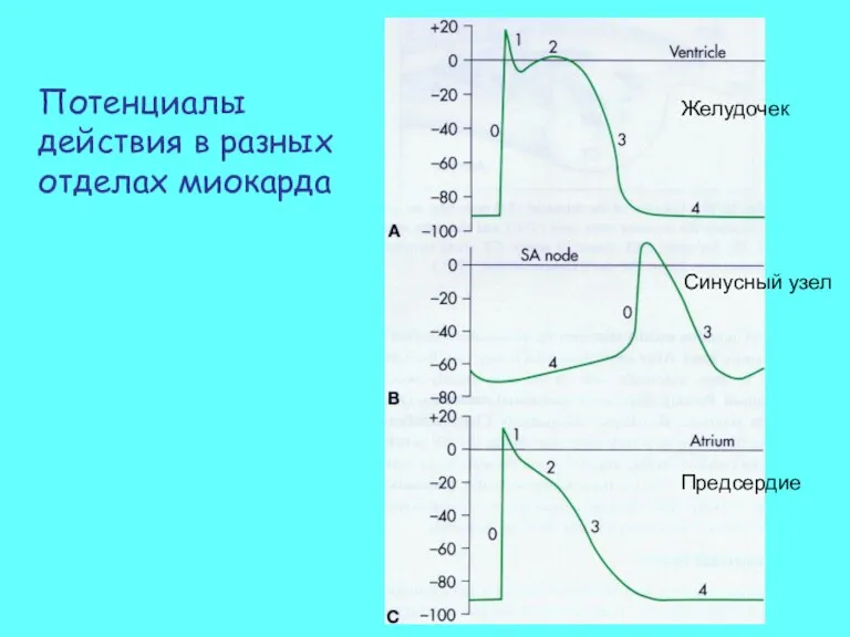 Потенциалы действия в разных отделах миокарда Желудочек Предсердие Синусный узел