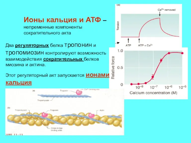 Два регуляторных белка тропонин и тропомиозин контролируют возможность взаимодействия сократительных