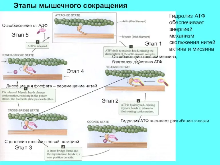 Гидролиз АТФ обеспечивает энергией механизм скольжения нитей актина и миозина