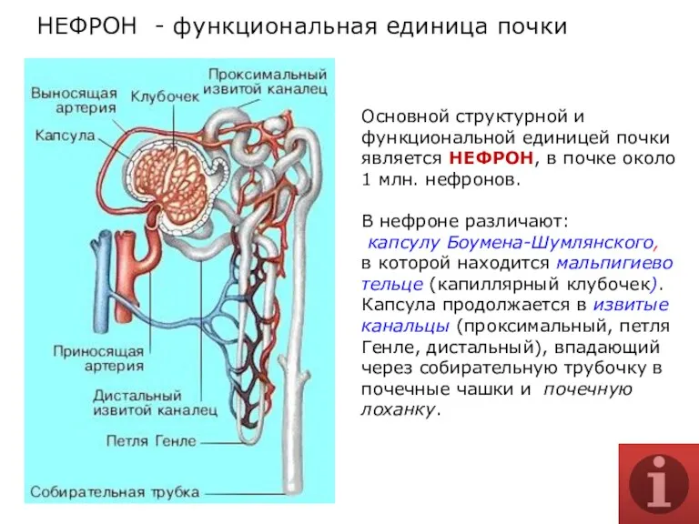 Основной структурной и функциональной единицей почки является НЕФРОН, в почке