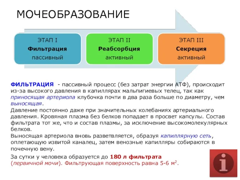 Выносящая артериола вновь разветвляется, образуя капиллярную сеть, оплетающую извитой каналец,