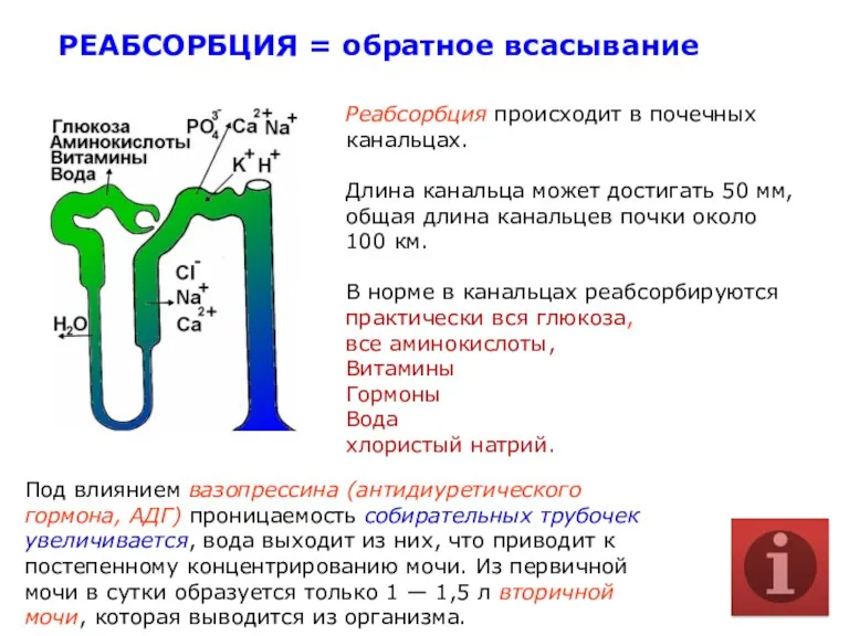 Реабсорбция происходит в почечных канальцах. Длина канальца может достигать 50 мм, общая длина