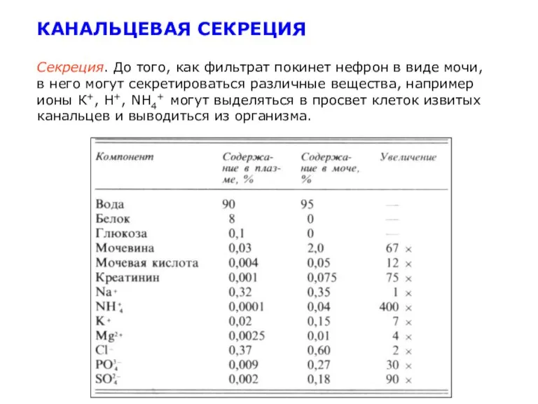 Секреция. До того, как фильтрат покинет нефрон в виде мочи, в него могут