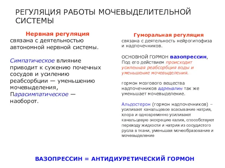 Нервная регуляция связана с деятельностью автономной нервной системы. Симпатическое влияние приводит к сужению