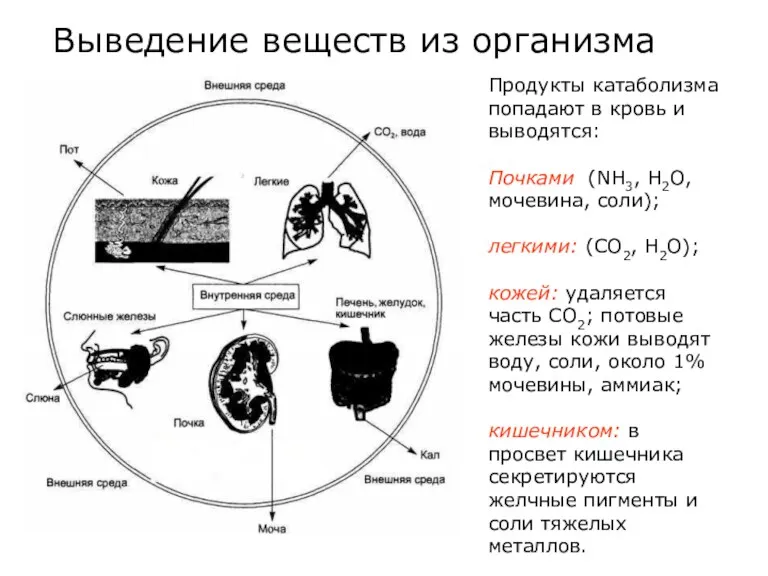Выведение веществ из организма Продукты катаболизма попадают в кровь и