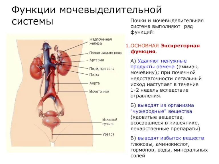 Функции мочевыделительной системы Почки и мочевыделительная система выполняют ряд функций: