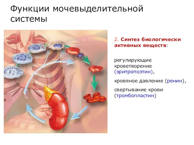 2. Синтез биологически активных веществ: регулирующие кроветворение (эритропоэтин), кровяное давление (ренин), свертывание крови