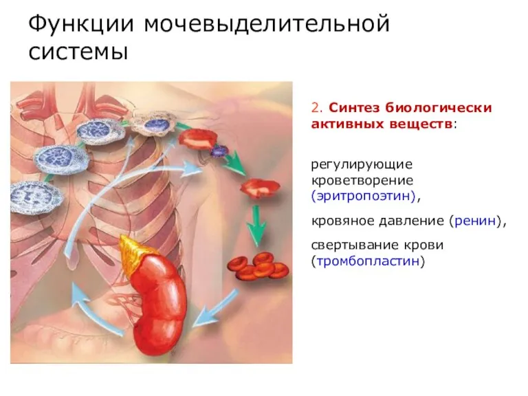 2. Синтез биологически активных веществ: регулирующие кроветворение (эритропоэтин), кровяное давление